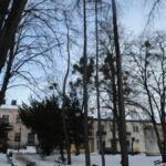 Wycinka drzew-Plac Tadeusza Kościuszki zdj. 2