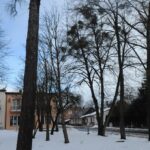 Wycinka drzew-Plac Tadeusza Kosciuszki zdj. 3
